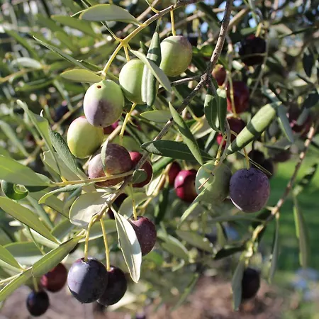 Oceanview Prestige קאלי