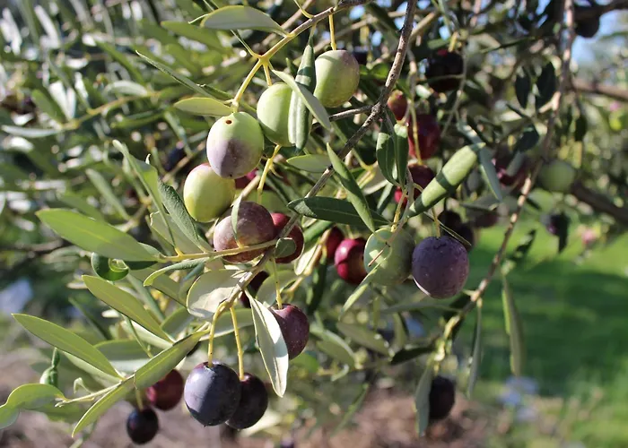 Oceanview Prestige Kali